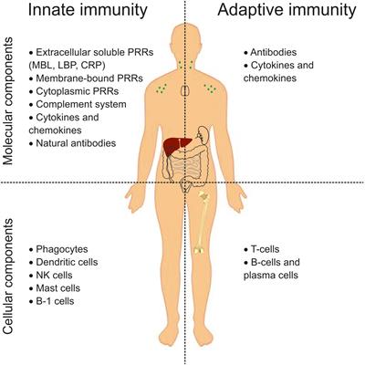 Immune System Abnormalities in Schizophrenia: An Integrative View and Translational Perspectives